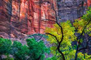 Zion Canyon, Fall-4575 Zion Canyon, Fall-4575